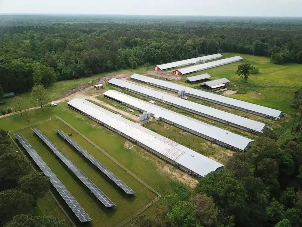 Solar for Poultry Farms: Where the Savings Usually Come From
